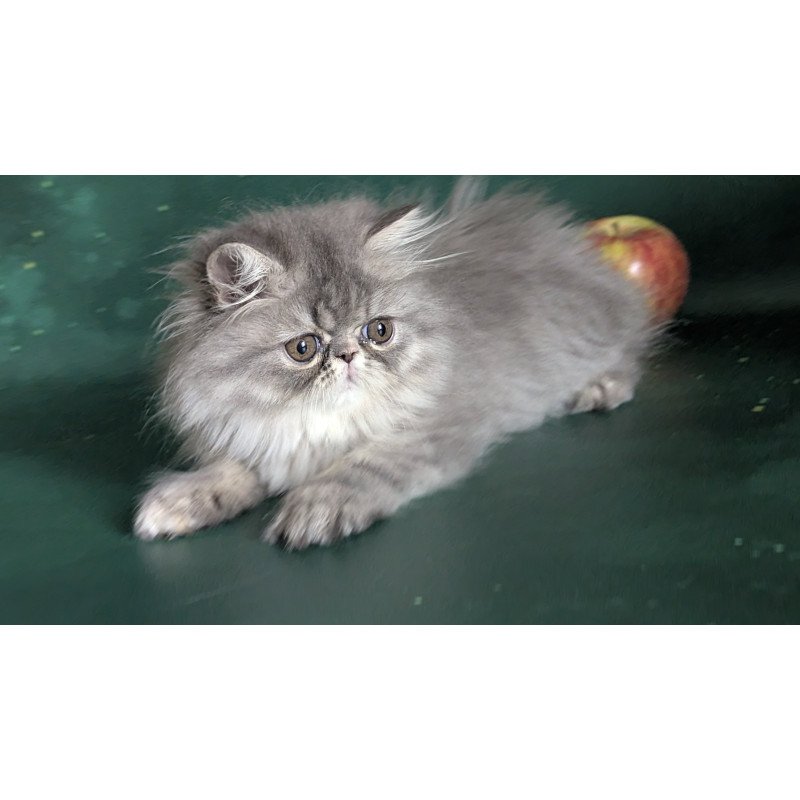 Persian EZ Donya