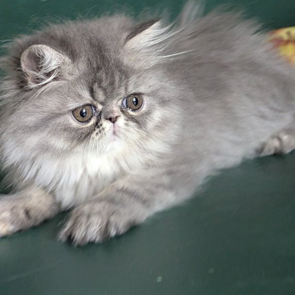 Persian EZ Donya