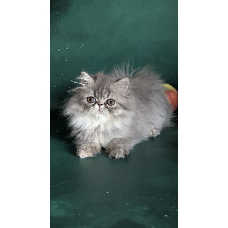 Persian EZ Donya