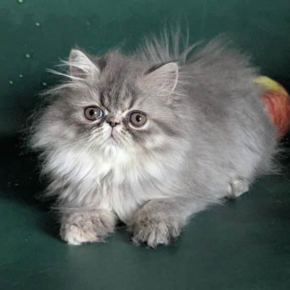 Persian EZ Donya