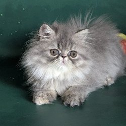 Persian EZ Donya