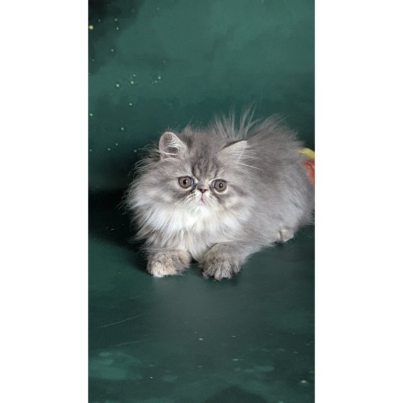 Persian EZ Donya