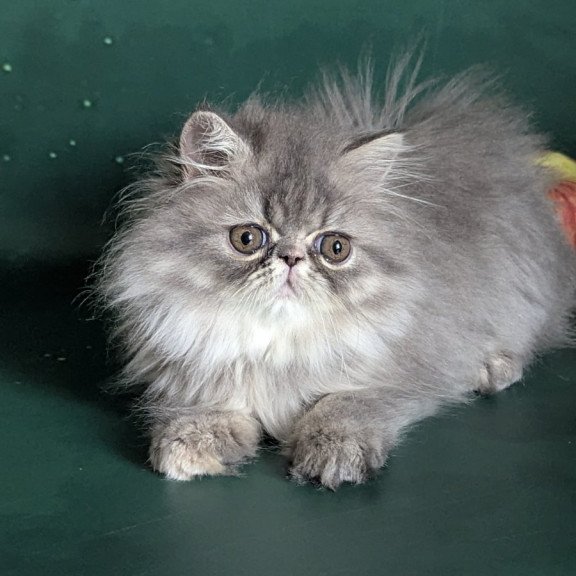 Persian EZ Donya