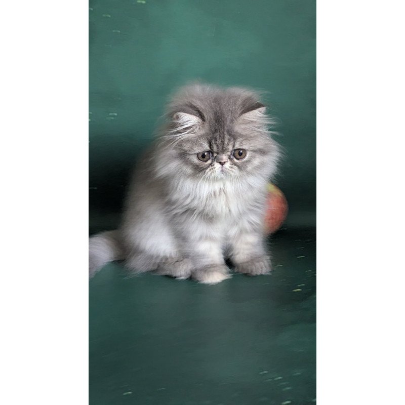Persian EZ Donya