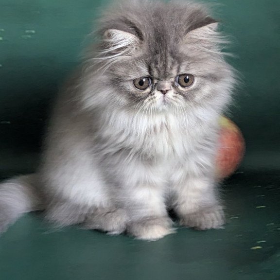 Persian EZ Donya