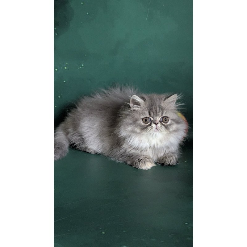 Persian EZ Donya