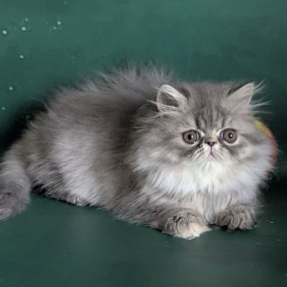 Persian EZ Donya