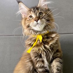 Maine Coon EZ Western star