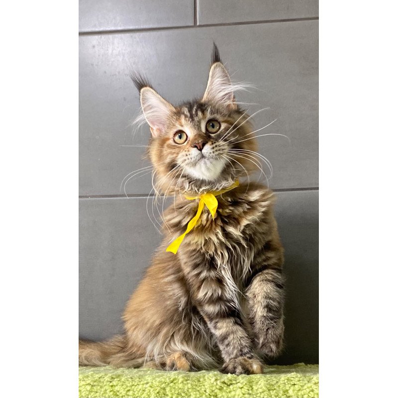 Maine Coon EZ Western star