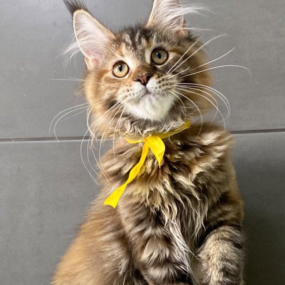 Maine Coon EZ Western star
