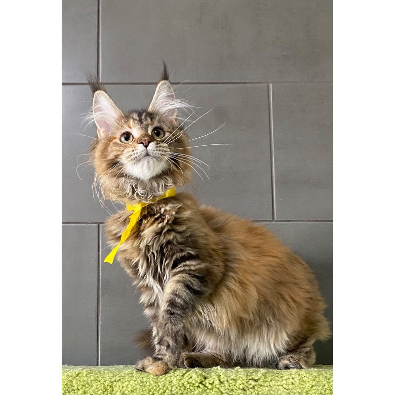 Maine Coon EZ Western star