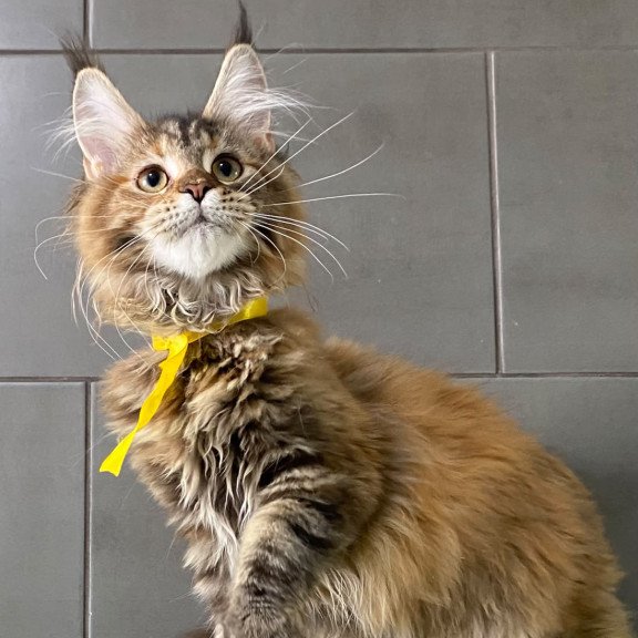 Maine Coon EZ Western star