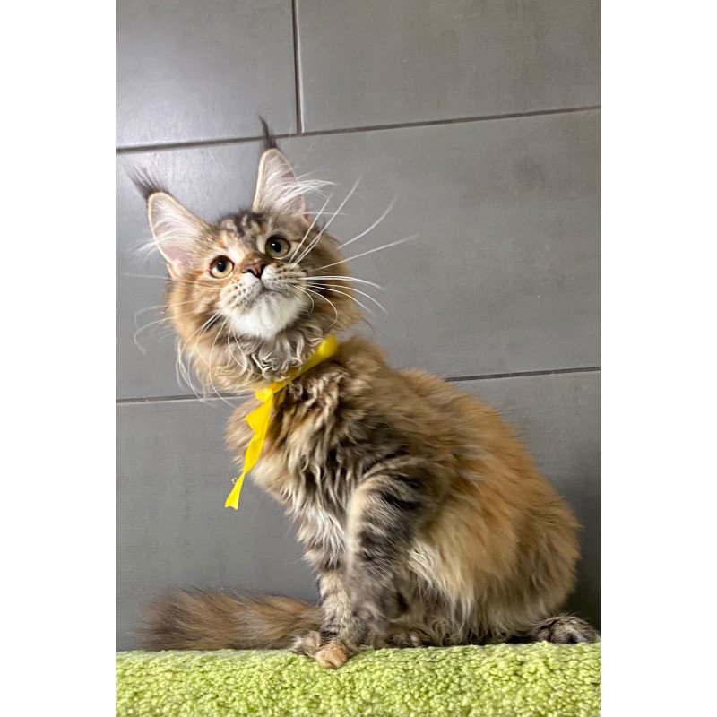 Maine Coon EZ Western star