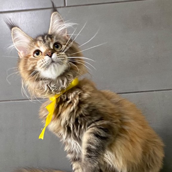 Maine Coon EZ Western star