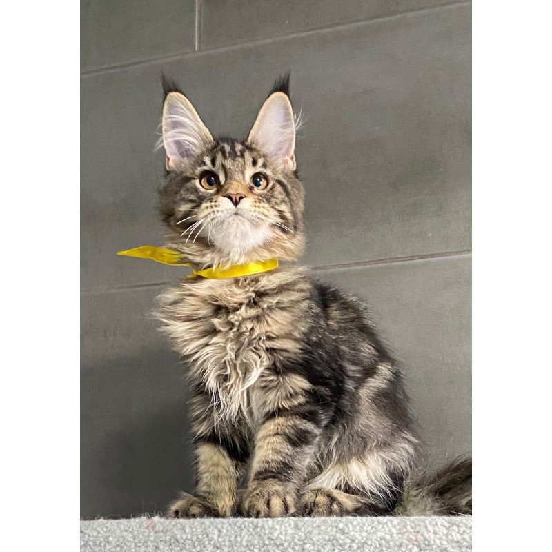 Maine Coon EZ Umba