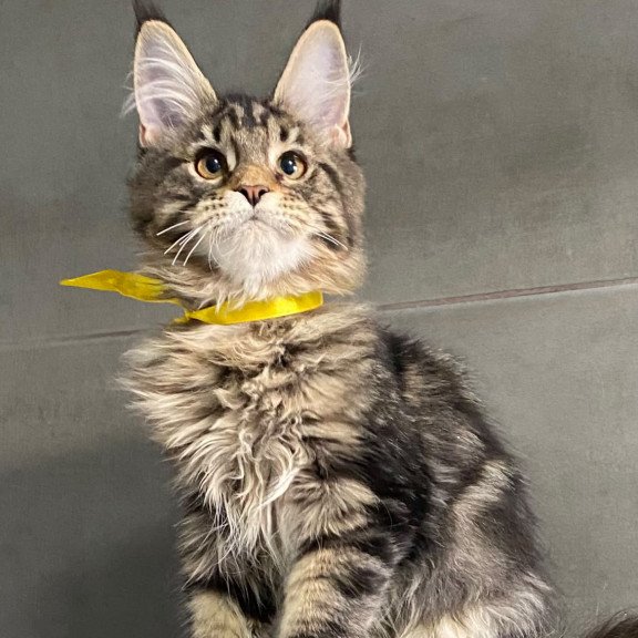 Maine Coon EZ Umba