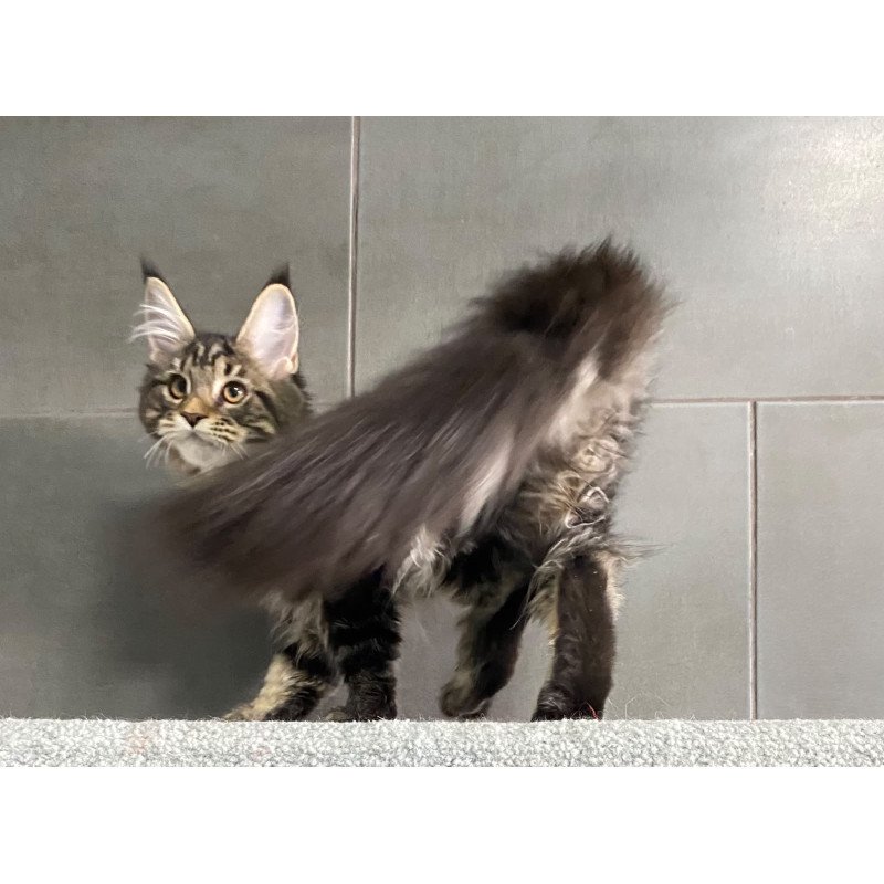 Maine Coon EZ Umba