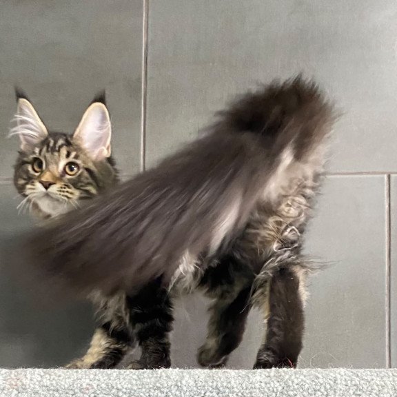 Maine Coon EZ Umba