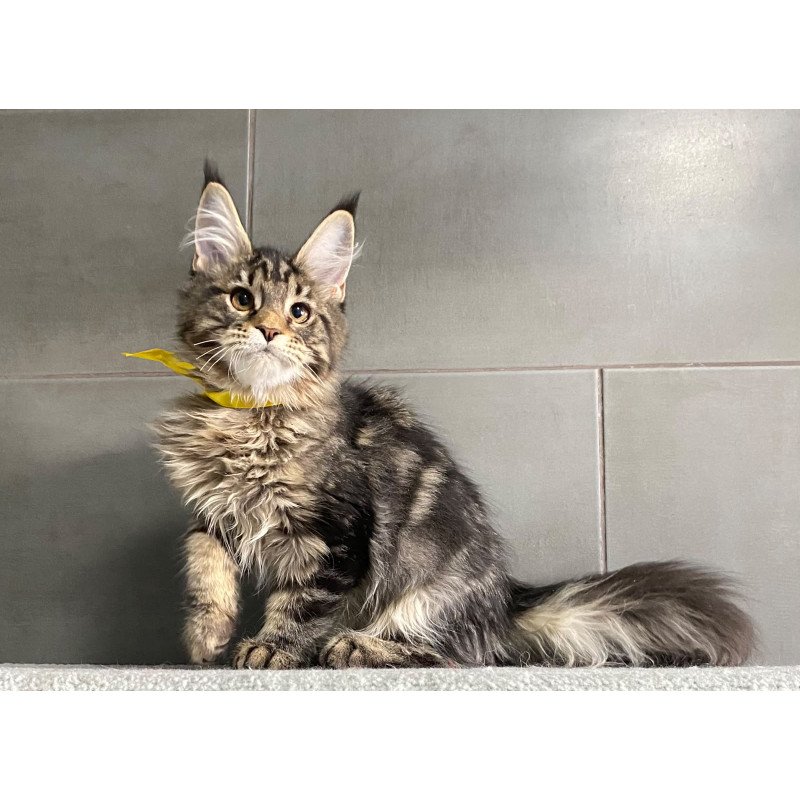 Maine Coon EZ Umba