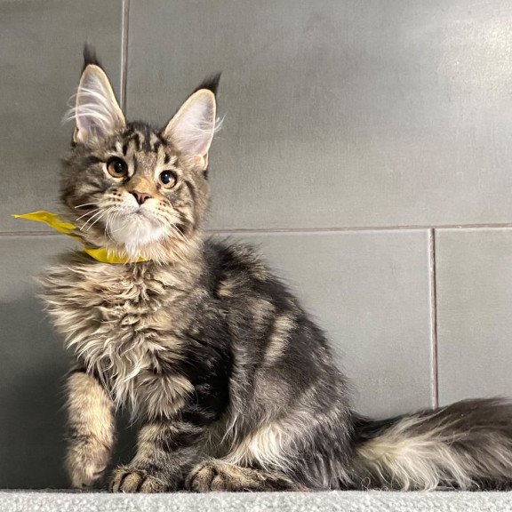 Maine Coon EZ Umba