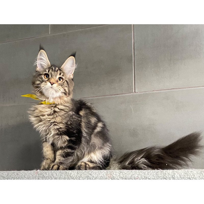 Maine Coon EZ Umba