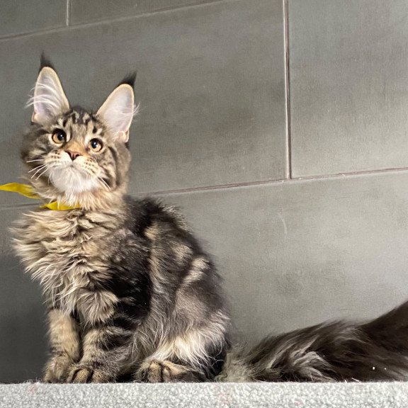 Maine Coon EZ Umba