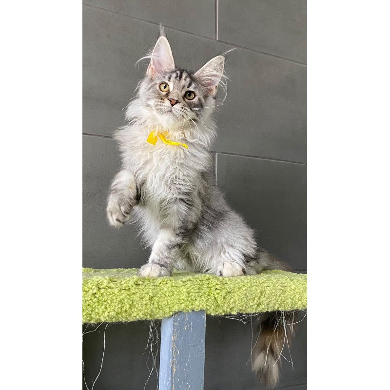 Maine Coon EZ Zero zero Seven
