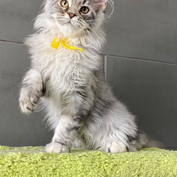 Maine Coon EZ Zero zero Seven