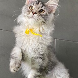 Maine Coon EZ Zero zero Seven