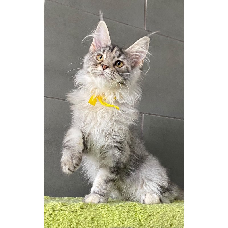 Maine Coon EZ Zero zero Seven