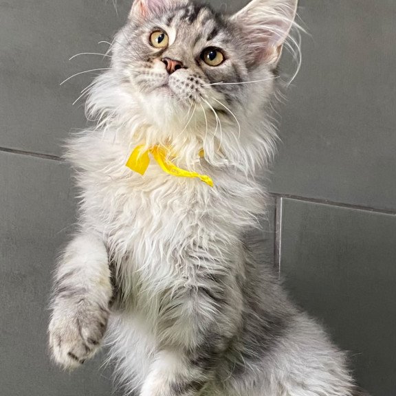 Maine Coon EZ Zero zero Seven
