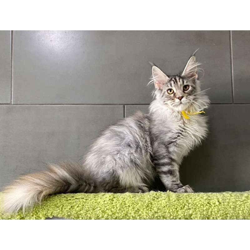 Maine Coon EZ Zero zero Seven