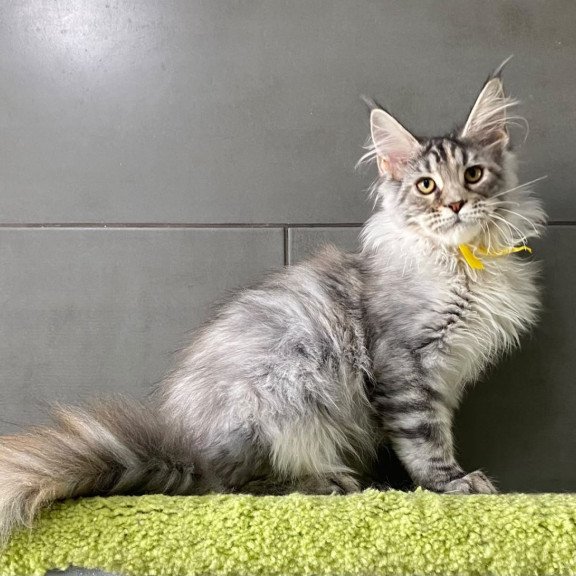 Maine Coon EZ Zero zero Seven