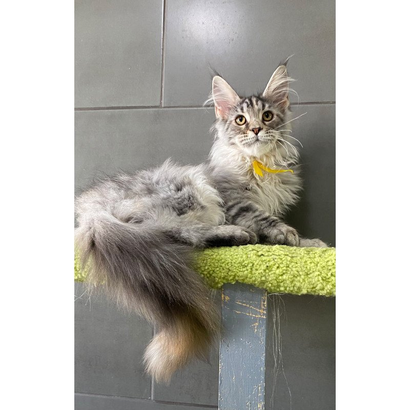Maine Coon EZ Zero zero Seven