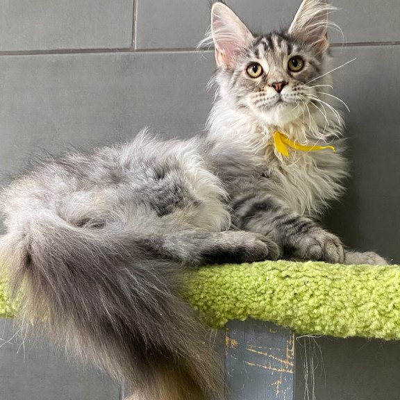 Maine Coon EZ Zero zero Seven