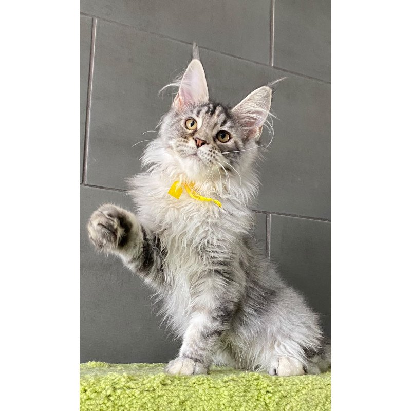 Maine Coon EZ Zero zero Seven