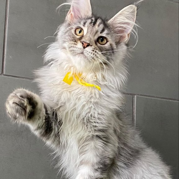Maine Coon EZ Zero zero Seven