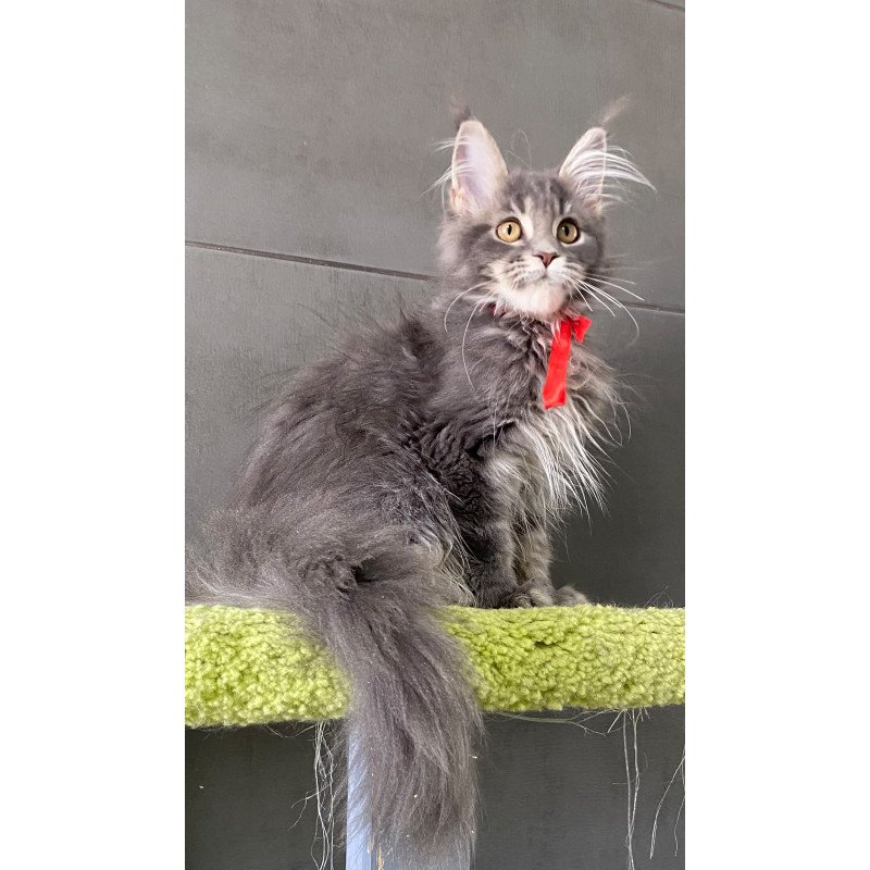 Maine Coon EZ Vendy