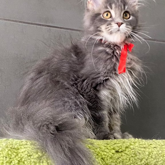 Maine Coon EZ Vendy