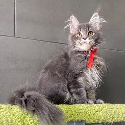 Maine Coon EZ Vendy