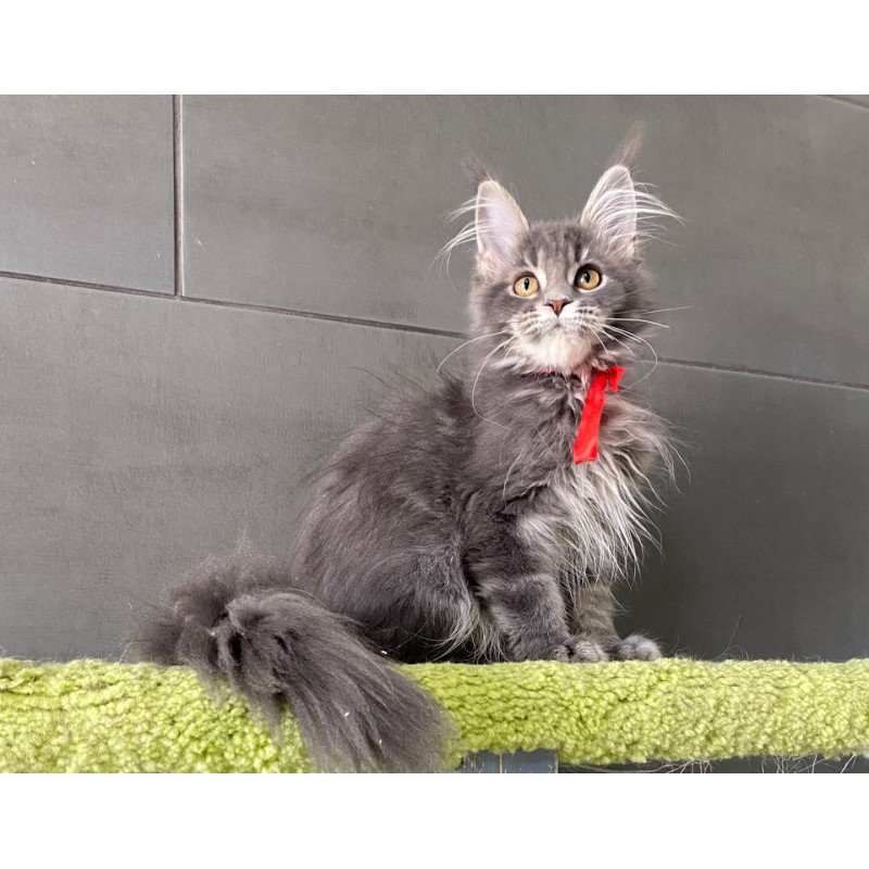Maine Coon EZ Vendy