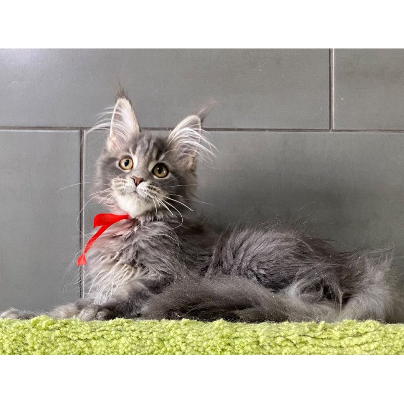 Maine Coon EZ Vendy