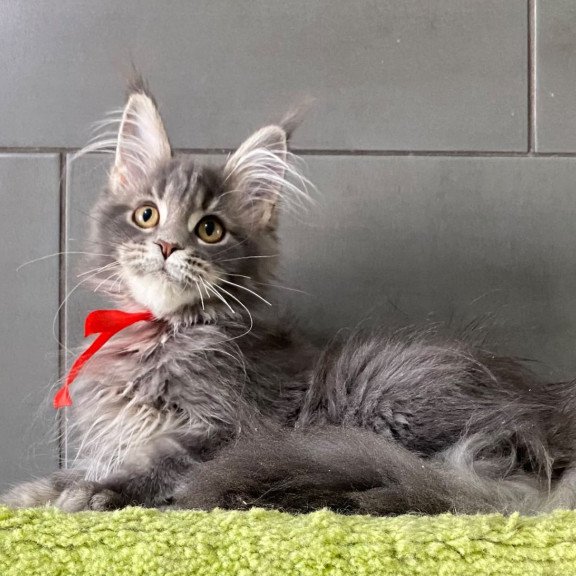 Maine Coon EZ Vendy