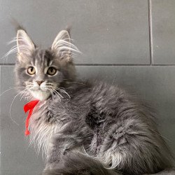 Maine Coon EZ Vendy