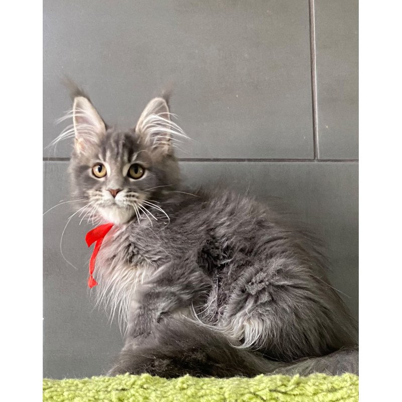 Maine Coon EZ Vendy
