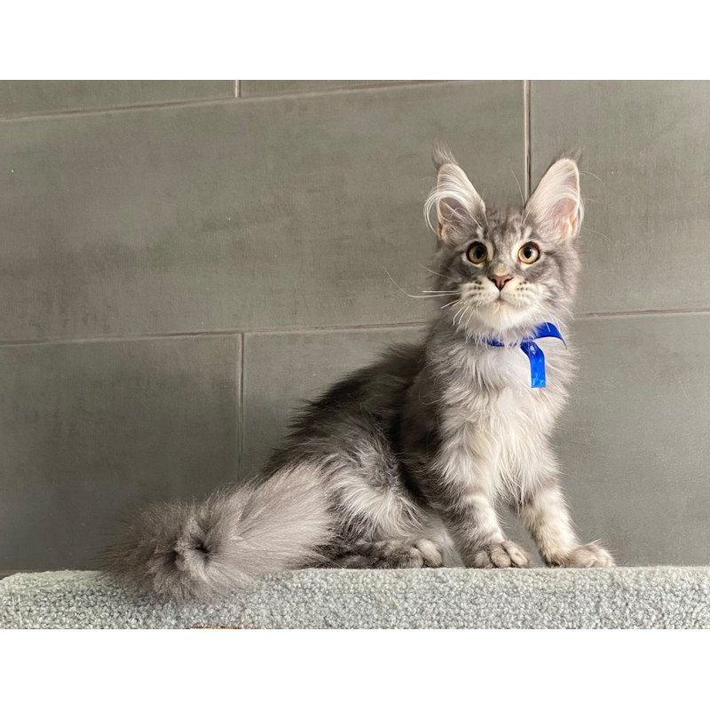 Maine Coon EZ Ussuriysk