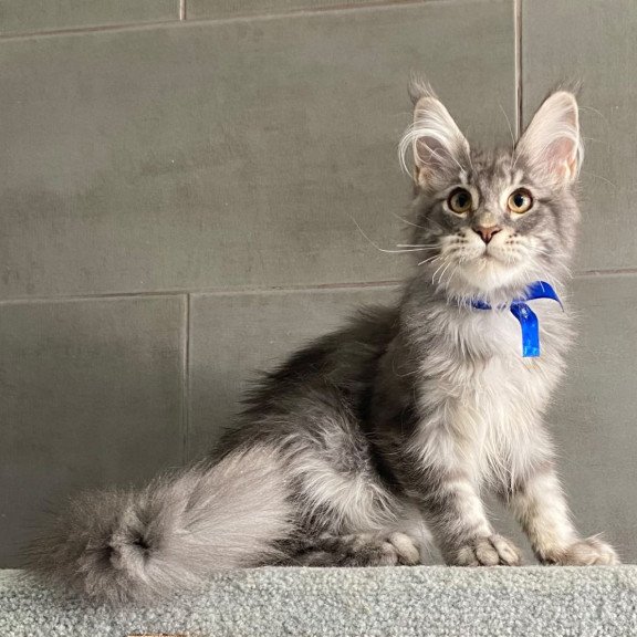 Maine Coon EZ Ussuriysk