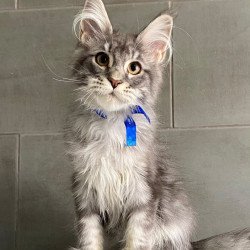 Maine Coon EZ Ussuriysk