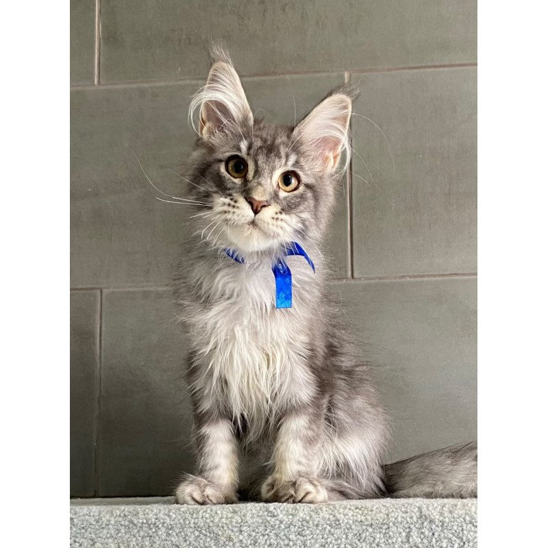 Maine Coon EZ Ussuriysk