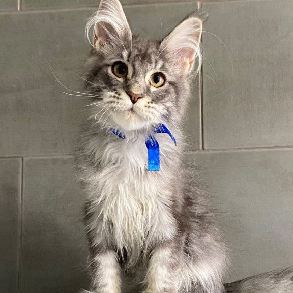 Maine Coon EZ Ussuriysk